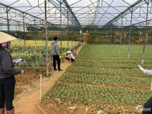 Bán đất an sơn phường 4 tp đà lạt. Diễn tích : 230m2. Pháp lý đất nôngngiệp, gí