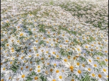 Ngay quốc lộ dễ kinh doanh buôn bán, gần cây xăng, cách trung tâm xã TN 150m. 