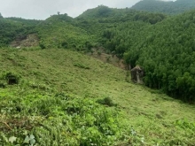 Bán 25000m đất rừng có qh lên cln