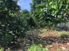 Cần bán 1000m2 trồng mít có điện nước, xe hơi tới đât, cách QL20 chỉ 2.5km