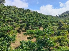 Cần bán nhanh lô đất 1,5 ha cà phê, có 150 cây sầu riêng, giá chỉ 1tỉ 3,còn thươ