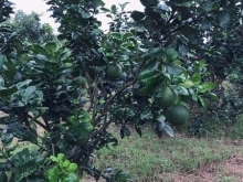  Bán đất thôn Hòn D.ù, Khánh Nam, Khánh Vĩnh.