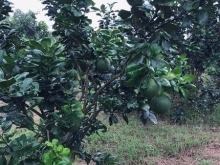  Bán đất thôn Hòn D.ù, Khánh Nam, Khánh Vĩnh.