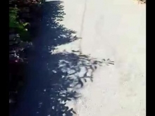 Hơn 7 công sầu riêng cập lộ nhựa 5t mặt tiền 43met