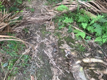 Cần tiền xài tết bán  3.000m2 đất lúa tại Hoà Thạnh