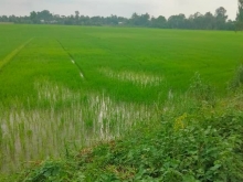 Bán 7228,2m đất ruộng Mặt tiền 80m