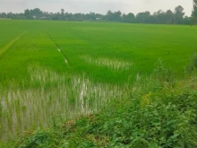 Bán 7228,2m đất ruộng Mặt tiền 80m