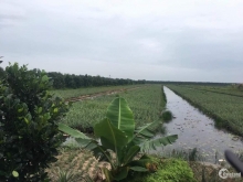 1,5hecta đường Đông kênh Tây,Thạnh Tân,Tân Phước,Tiền Giang