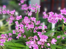 Cần bán lô đất tại Suối Cao, Xuân Lộc, Đồng Nai. Diện tích 3 mẫu, gần khu dân cư