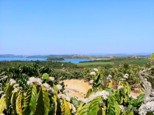 Cần bán 24 sào đất View hồ Đại Ninh,Đức Trọng,Lâm Đồng,QL 20 vào 7km,500 triệu/S