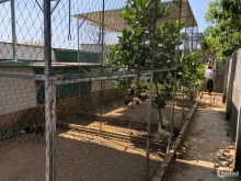 10*51, nở hậu 10,1m, lô đất có 2 mặt tiền trước và sau, có 300m2 đất thổ cư thuộ