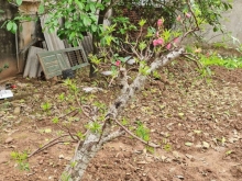 Đất Ngũ Thái, Thuận Thành 108m2, ô tô đỗ cửa, KD, nhỉnh 1 tỷ.