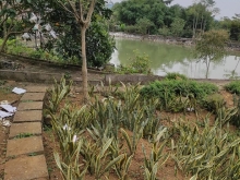 BÁN 3.5HA ĐẤT YÊN BÌNH THẠCH THẤT GIÁ 78 TỶ