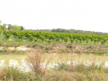 đất trang trại cần bán có thương lượng