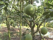 đất huyện vĩnh cửu 1 sào rưỡi, có 100m2 thổ cư