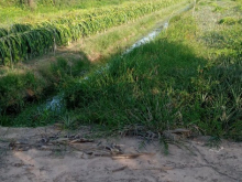 Cần bán 8 công đất giá tốt tại xã Hưng Thạnh, huyện Tân Phước, tỉnh Tiền Giang.