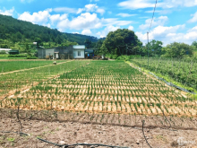 Đất view núi, bằng phẳng , 500m2 /100m thổ cư xây dựng