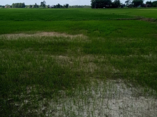 2649m2 giá mùa dịch chỉ 600 triệu hết sổ