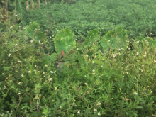 Nhượng lại miếng Vườn 125m2. Cộng Hoà -Nam sách-Hải dương.