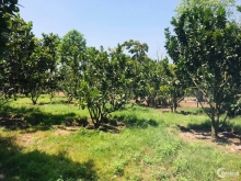 1000m2 đất mặt tiền đường nhựa 24m sổ riêng có sẵn vườn cây ăn trái.