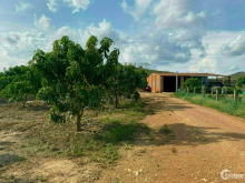 Cần bán trang trại thanh long và xoài Úc