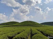 LOA LOA LOA SIÊU PHẨM VIEW ĐỒI CHÈ NÔNG TRƯỜNG MỘC CHÂU ĐÂY Ạ!!!!