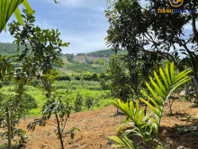 Siêu chất lô đất 850m2 Nằm tại Phú Mãn Quốc Oai Hà Nội LH: A Tiến