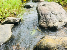 cần chuyển nhượng lô đất rừng sx