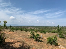 4000m2 đất trồng cây xã Bình Tân, gần đường quốc lộ