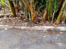 Bán đất tại Tân Thành, Lai Vung, Đồng Tháp