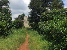 1.6ha đất sầu riêng, bơ 034, 220m mặt tiền bê tông, giá rẻ 1,6 tỷ.