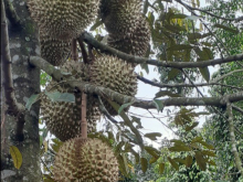 BÁN RẪY THỊ TRẤN ĐỨC AN – ĐĂK SONG GIÁ TỐT.  SỔ HỒNG 100%.