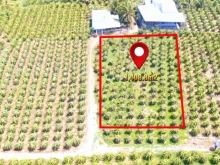 Đất nông nghiệp Bình Thuận, trồng sẵn thanh long