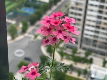 Cho thuê 2N2Vs Full đồ Vinhomes Ocean Park. Giá 7 triệu