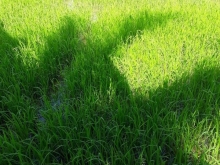 Cần tìm đất ruộng . Khu vực phú đức . Lôc hòa . Hòa phú