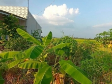 BÁN ĐẤT THỔ CƯ TẠI HOÀ PHÚ- LONG HỒ