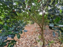 Cần bán 1 nền đất thổ cư giá rẻ tại phường Xuân Tân TP Long Khánh...