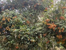 Chủ vườn cần bán  trái cây mít bưởi chôm chôm thái đang cho thu hoạch