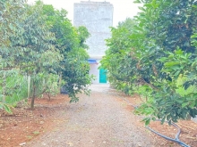 “MUA 1 ĐƯỢC 3” ĐẤT MẶT TIỀN ĐƯỜNG NHỰA, CÓ SẴN NHÀ YẾN VÀ THỔ CƯ, DT 530.8M2, BÀ