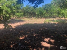 Bán 2Sào liền kề xã Bình Lộc - TP Long Khánh