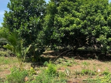 Bán Đất Sào Bảo Quang Đường Hiện Hữu - ĐƯỜNG THÔNG - Khu dân cư đông