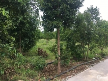 Cần bán gấp 3,3 sào vườn trái cây Ấp 4 Xuân Tây