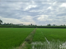 Chỉ 380Tr Có ngay 1.905m2 Đất ruộng. Thuộc Ấp Mỹ Phú, Xã Mỹ Phước, Mang Thít,