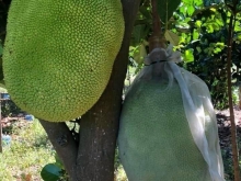 4 mẫu đất vườn suối cao Xuân Lộc trồng đầy đủ loại cây ăn trái