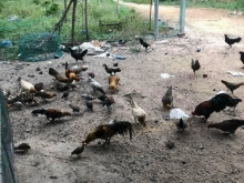 4 mẫu đất vườn Giá 280tr/sào chưa qua đầu tư