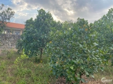 Cần bán 2 sào 7 Xuân Hiệp  Đất phủ Hồng toàn bộ