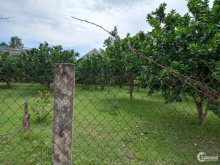 Nhà Vườn trồng cây ăn trái tại Nhơn Mỹ , an nhơn  đầu năm