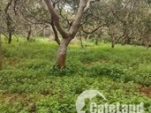 Bán gấp 2ha vườn điều giáp suối sát ĐT312 gần ngã tư Thống Nhất