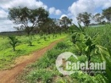 Cần bán đất 10,4 ha trang trại sầu riêng, trái cây organic hữu cơ, giá 25 tỷ