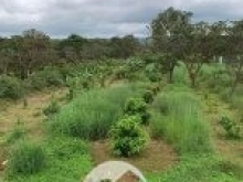 Chính chủ bán 10,4 ha giá 25 tỷ